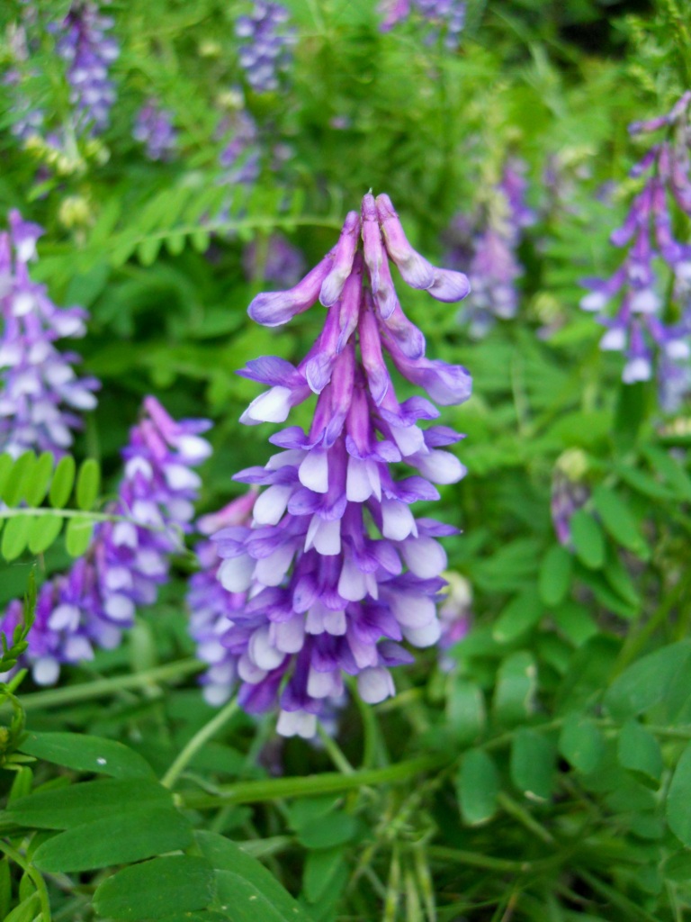 vicia ? -  Vicia cfr.  cracca